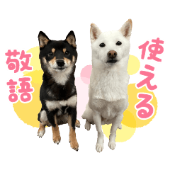 Cute Shiba Inu "Harumaki" and "Norimaki"