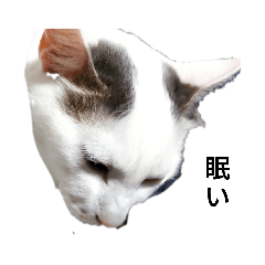 jinjin_20220405110021