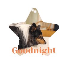 sheltie suzu