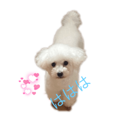 shiho_20220404200242