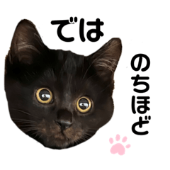 保護ねこたちの丁寧語