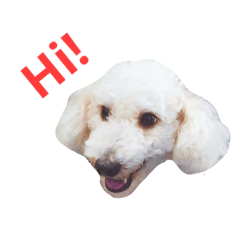 Biscuit-Poodle dog