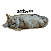 cat-mikan