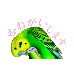 Budgerigar kojirou-kun