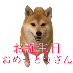 京柴犬−其の二