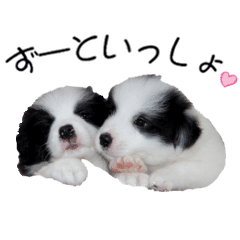 すまいるボーダーコリーvol 2 子犬編 Line スタンプ Line Store