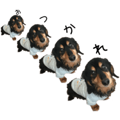 愛犬ミニチュアダックスとその仲間たち Line スタンプ Line Store