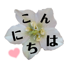 flower photo greeting stamp