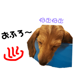 Shiho_20220406013249