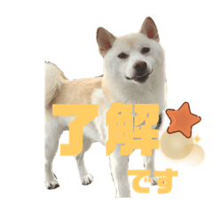 shiba inu_20220406002340