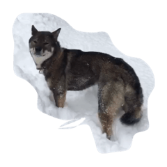 shikoku dog snow version