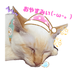 野良猫もみな家族だよ〜おもち編〜