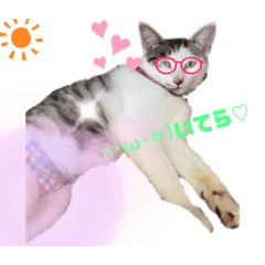 野良猫もみな家族だよ〜ユリア嬢編〜