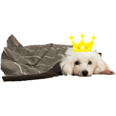 shiho_20220406111944