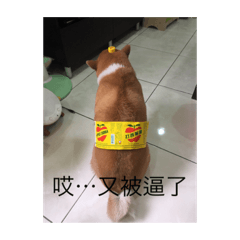 我家的小總裁