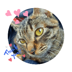 himawari_20220406130117