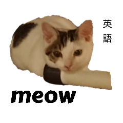 World cat language
