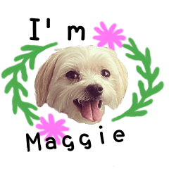 The beautiful Maltese named Maggie