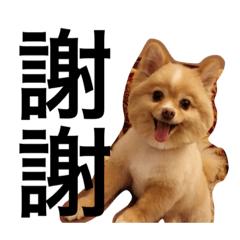 Barbie dog daily2