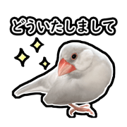 Java Sparrow_piyomaru