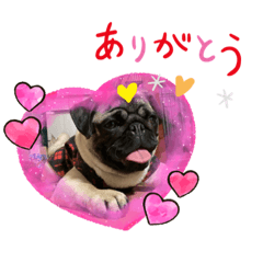 pugdog_20220407005338