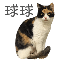 球球貓