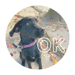 Cherry_20220406185913