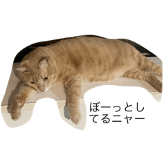 kinaco_20220406195118