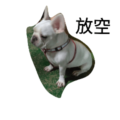Judy Dog