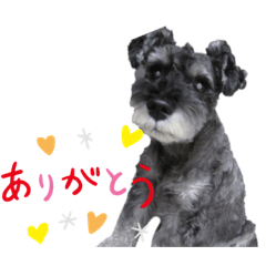 使える可愛いシュナウザーのスタンプ