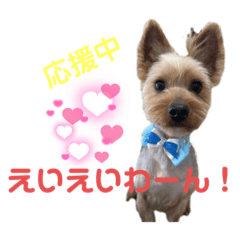 JOY from Yorkshire Terrier