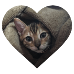 Bengal cat RON