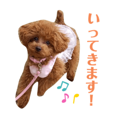 Teacup poodle's stamp