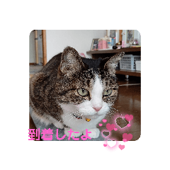 Matsu_20220407124711