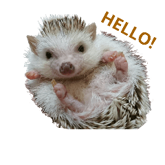 Hedgehog suzu 4