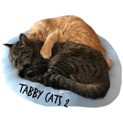 tabby 8 cats 2