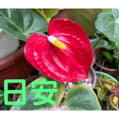 早安午安晚安問候2