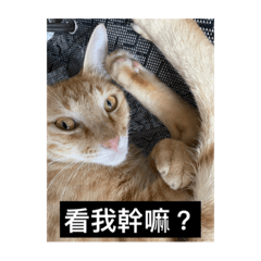 嵐的寶貝捲