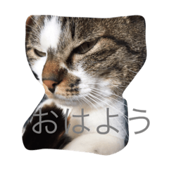 tarochanneko