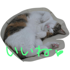 Fun life with cats 2.1