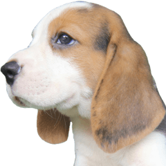 Nimo Beagle (Eng. Version)