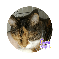 junko_20220407183537