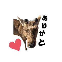 shika deer