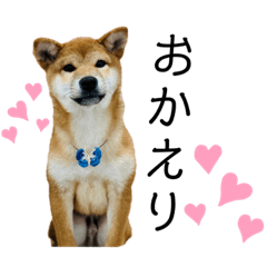 shiba-inu Hachi stamp