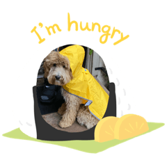 Watson the Labradoodle Puppy