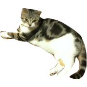 dog and cat!!! dog and cat!!!