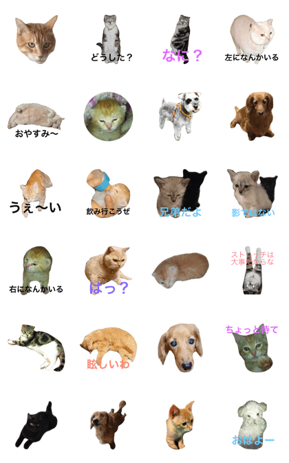 dog and cat!!! dog and cat!!!