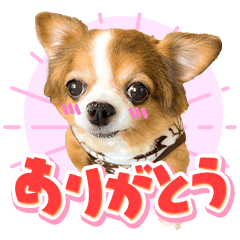 Gluttonous Chihuahua "MARON" Sticker