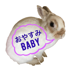 Cute rabbit Conito-san 9