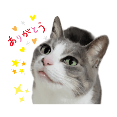 roro cat 1